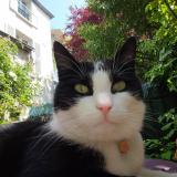 Photo de chat perdu à Versailles