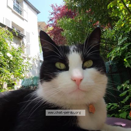 Photo 1/1 Chat retrouvé Perdu à Versailles