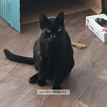 Photo 1/1 Chat retrouvé Perdu à Moulins le carbonnel