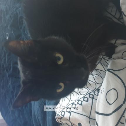 Photo 1/1 Chat retrouvé Perdu à Echirolles