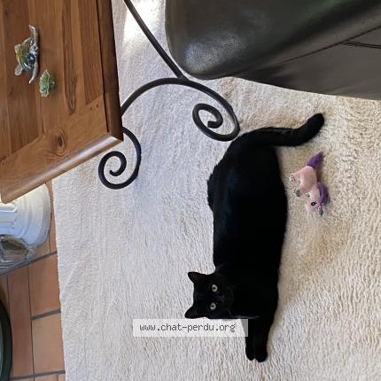 Photo de chat perdu à Marcq En Baroeul