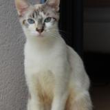 Photo de chat perdu à Conflans Ste Honorine