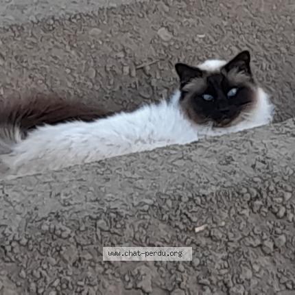 Photo de chat perdu à Beaucamps Ligny