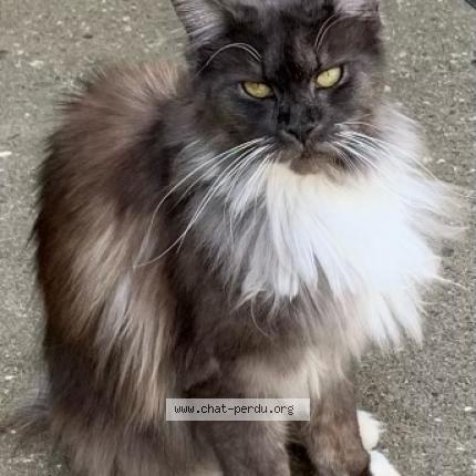 Photo de chat perdu à Le Barp