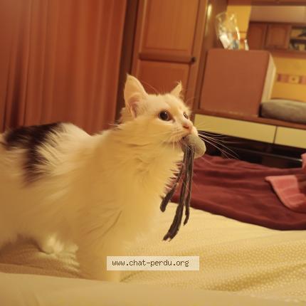 Photo de chat perdu à Montfermeil