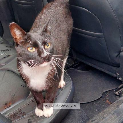 Photo 1/1 Chat retrouvé Trouvé à Nantes