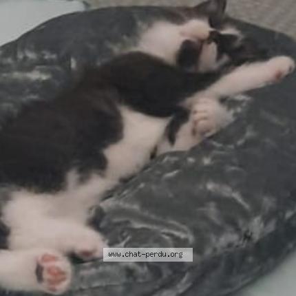 Photo de chat perdu à Cenon