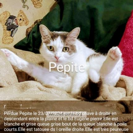 Photo 1/1 Pepite Chat perdu à Marseille