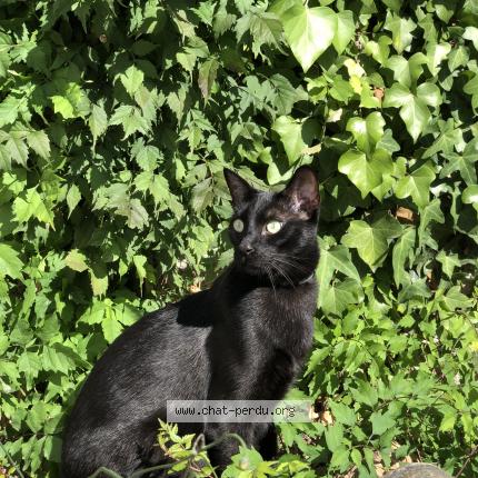 Photo 1/1 Chat retrouvé Perdu à Lyon
