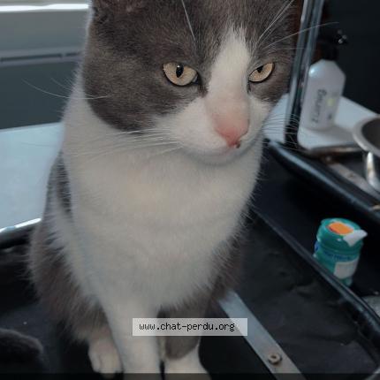 Photo 1/1 Chat retrouvé Perdu à Guise