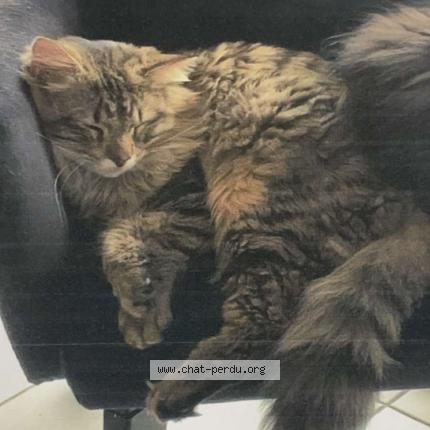Photo de chat perdu à Pollestres