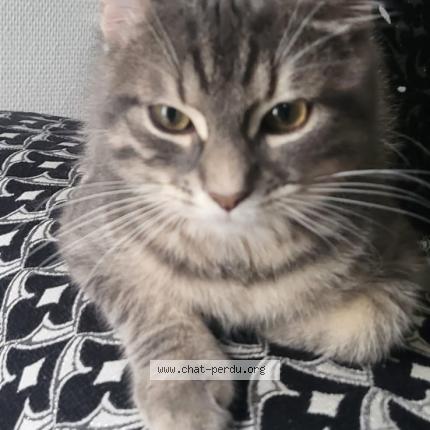 Photo de chat perdu à Corbeil Essonnes