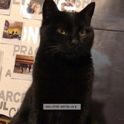 Photo 1/1 sayen Chat perdu à Meyzieu