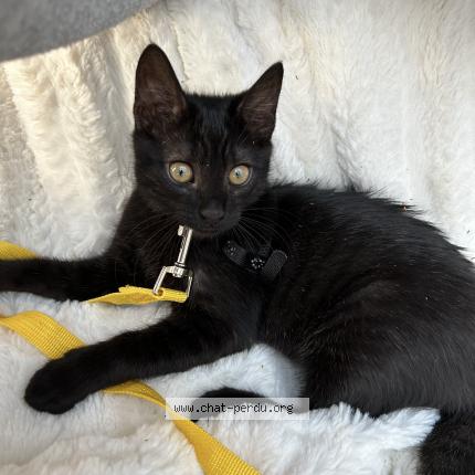 Photo 1/1 Chat retrouvé Perdu à Saint marcellin