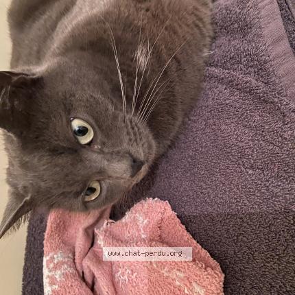 Photo 1/1 Chat retrouvé Perdu à Leuville Sur Orge