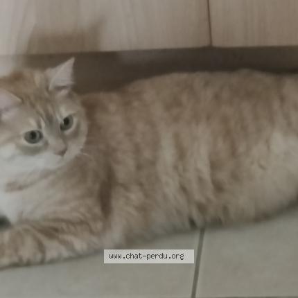Photo 1/1 Chat retrouvé Perdu à Val Du Mignon