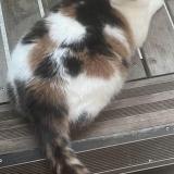 Photo de chat perdu à Chene Bougeries