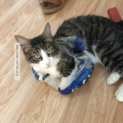 Photo de chat perdu à Poussan