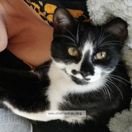 Photo 1/1 Chat retrouvé Perdu à Champniers reilhac