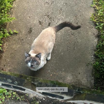 Photo de chat perdu à Beauvais