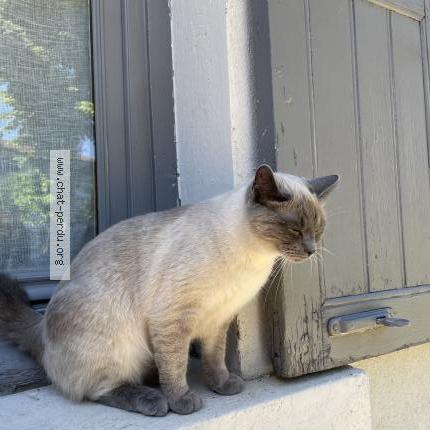 Photo 1/1 Chat retrouvé Perdu à Lyon