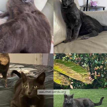 Photo 1/1 hades Chat perdu à Vallauris