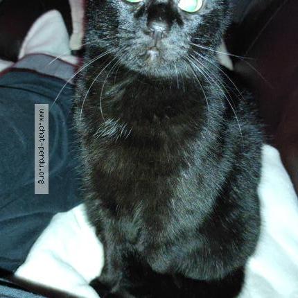 Photo 2/2 p'tite noire Chat perdu à Bruyeres le chatel