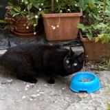 Photo de chat trouvé à Geneve