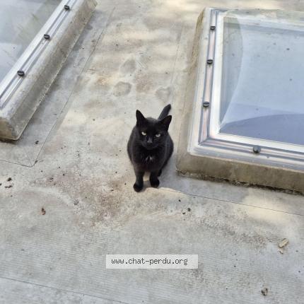 Photo 1/1 Chat retrouvé Perdu à Amiens