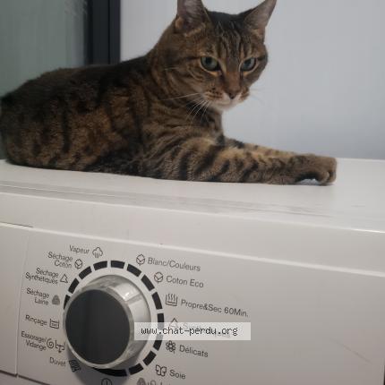 Photo de chat perdu à Noisy Le Grand