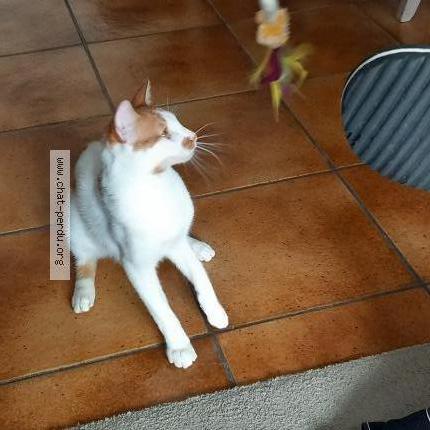 Photo de chat perdu à St Germain Les Arpajon