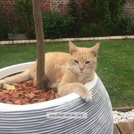Photo de chat perdu à Cambrai