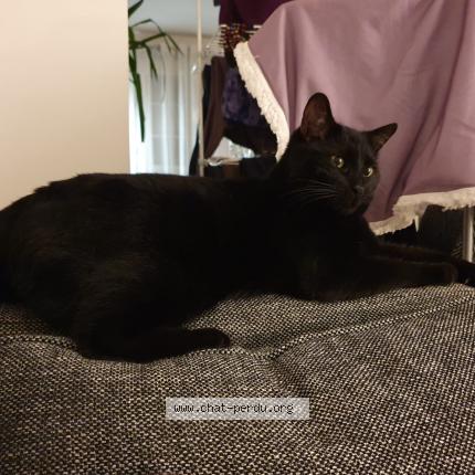 Photo 1/1 Chat retrouvé Perdu à Ablis