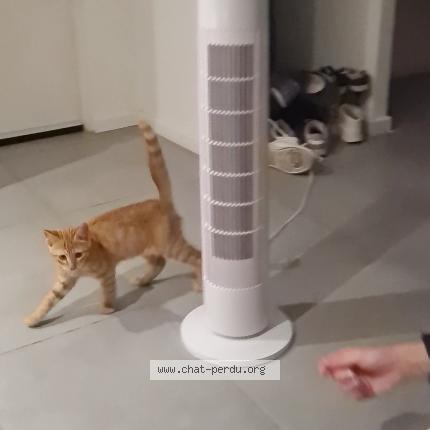 Photo 1/1 Chat retrouvé Trouvé à Montpellier