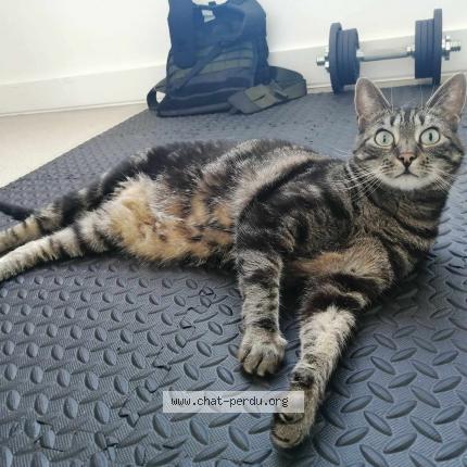 Photo de chat perdu à Maisons Alfort