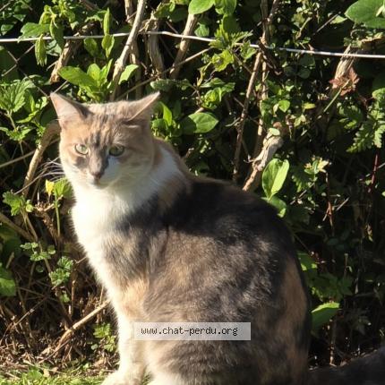 Photo de chat perdu à Vimont