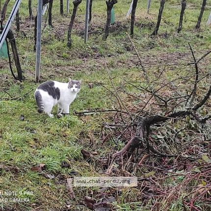 Photo 1/1 Chat retrouvé Perdu à Ottrott