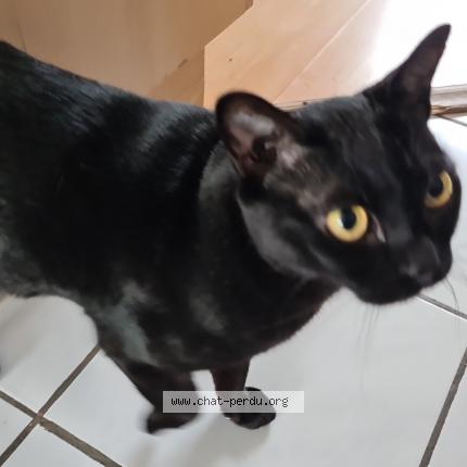 Photo de chat perdu à Cabourg