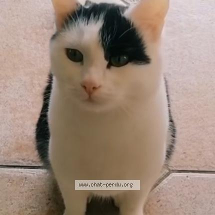 Photo 1/1 Filou Chat perdu à Gaudechart