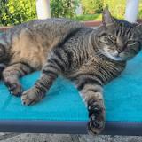 Photo de chat perdu à Bois Guillaume