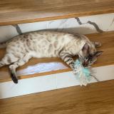 Photo de chat perdu à Orgeval