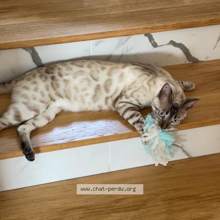 Photo 1/1 Chat retrouvé Perdu à Orgeval