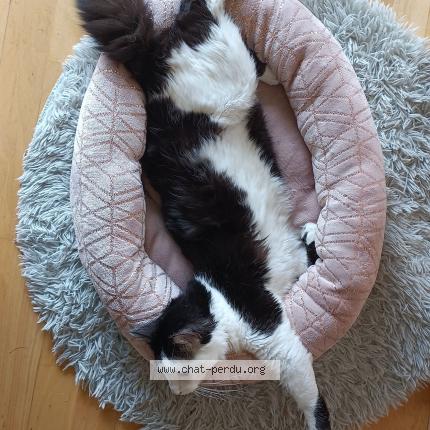 Photo 1/1 Chat retrouvé Perdu à Rennes