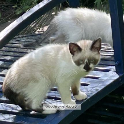 Photo de chat perdu à Montigny En Ostrevent