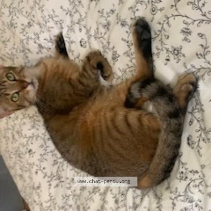 Photo de chat perdu à Magny Sur Tille
