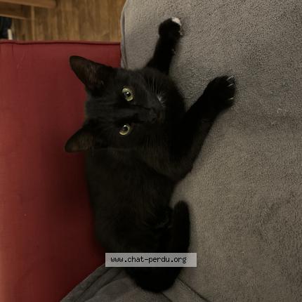 Photo 1/1 Chat retrouvé Trouvé à Rennes