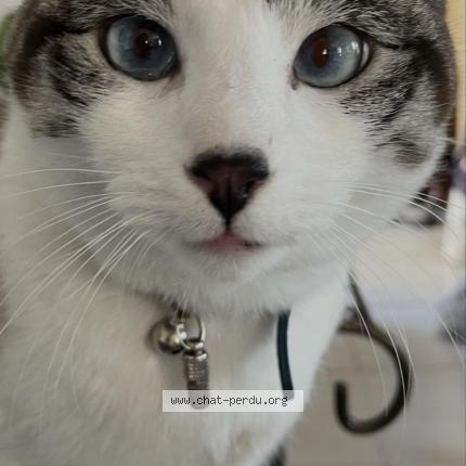 Photo de chat perdu à Montpellier