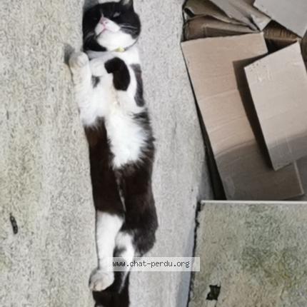 Photo de chat perdu à Monbequi