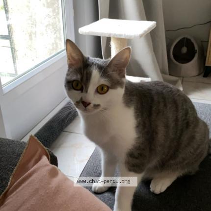 Photo de chat perdu à Saint Martin Le Beau
