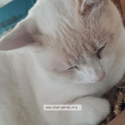 Photo 1/1 Chat retrouvé Perdu à Neulliac